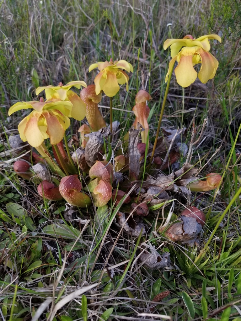 Sarracenia × formosa; photograph (c) Scott Allen Davis, some rights reserved (CC BY)