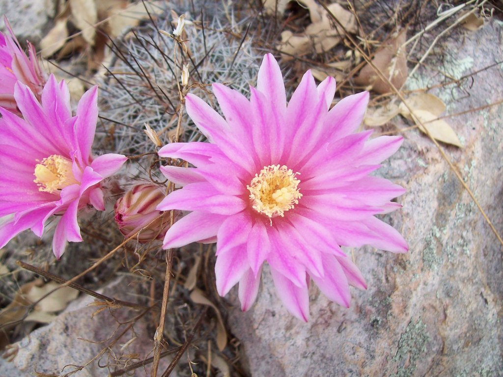 Echinocereus adustus, Durango, MX