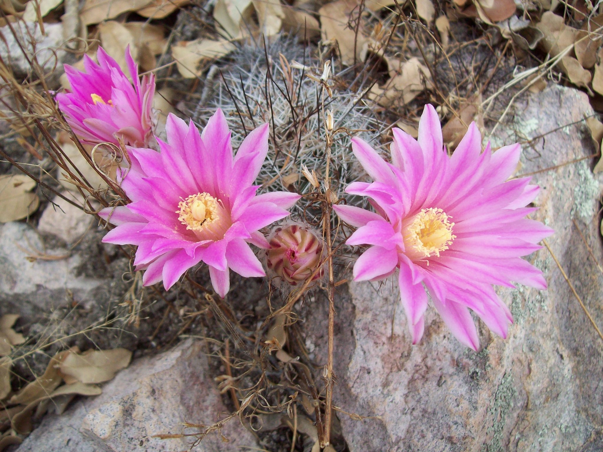 Echinocereus adustus ssp. schwarzii