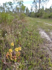 Sarracenia × formosa, photograph (c) Scott Allen Davis, some rights reserved (CC BY)