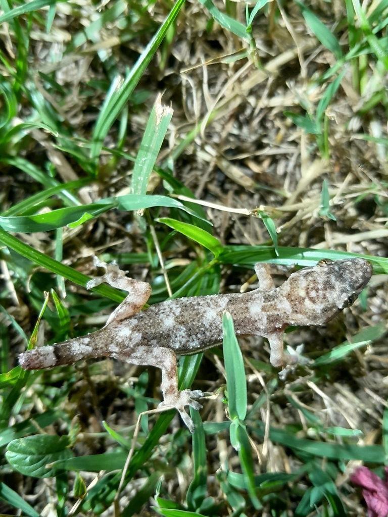 tropical-house-gecko-from-149-boulevard-hegesippe-ibene-sainte-anne