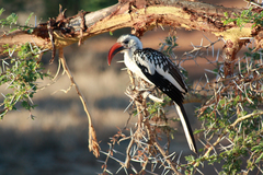 Tockus erythrorhynchus