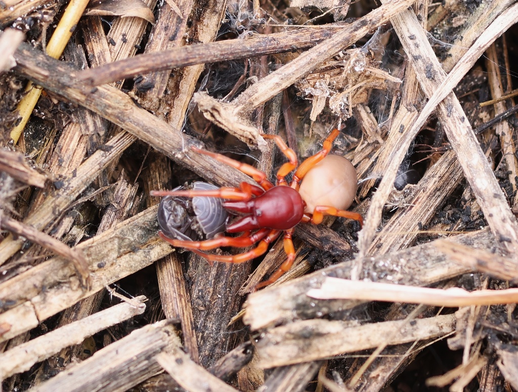 Predating Spiders Woodlouse Spider from Los Nietos, La Habra, CA 90631, USA on January 17 ...