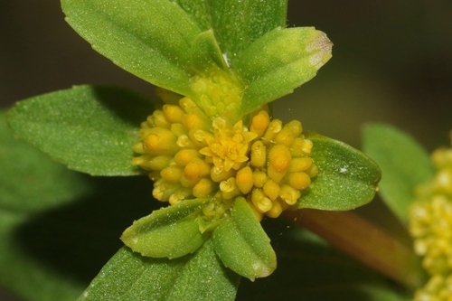 Flaveria trinervia