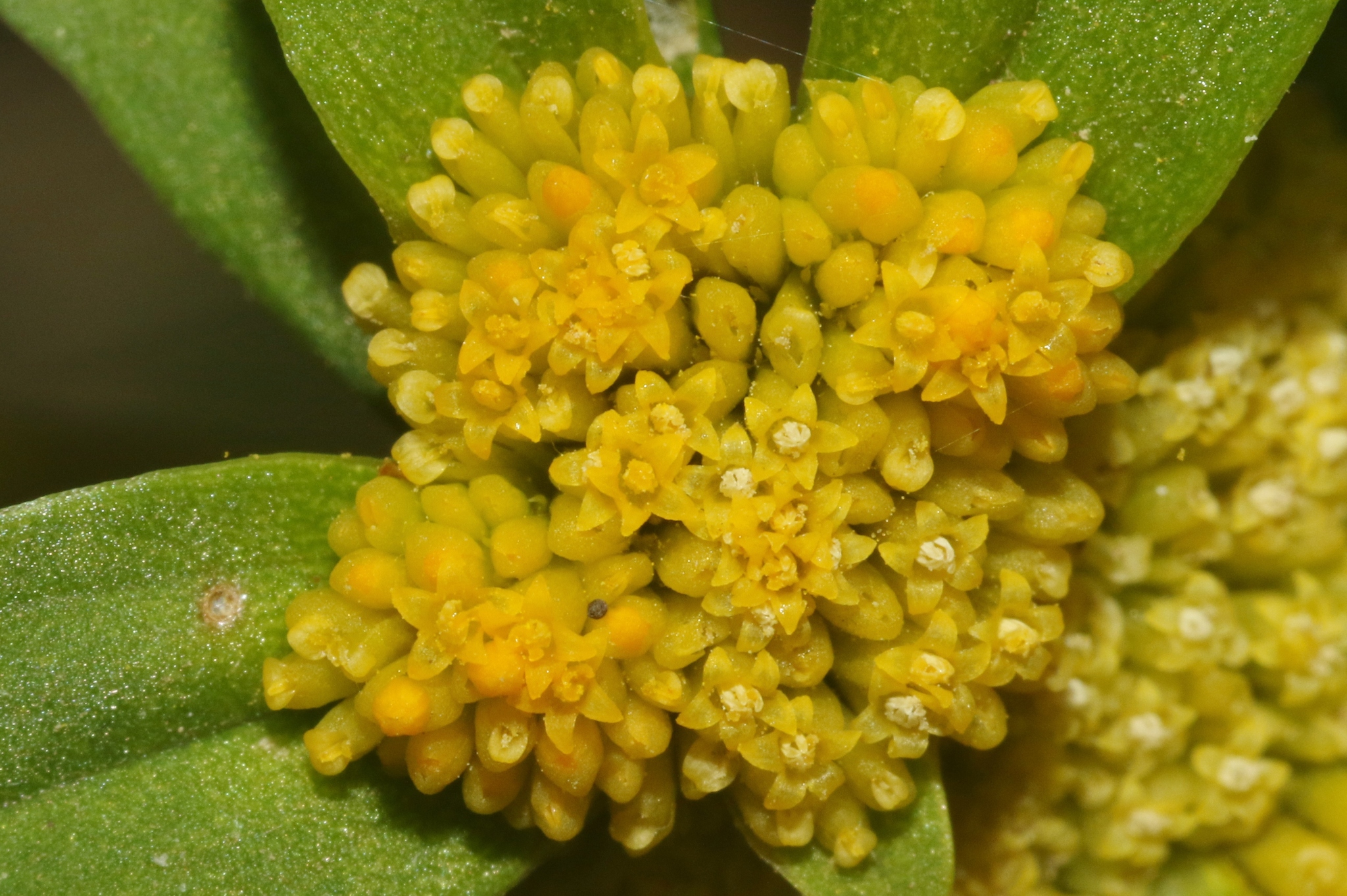 Flaveria trinervia