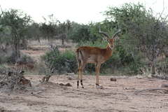 Aepyceros melampus
