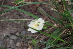 Thunbergia dregeana