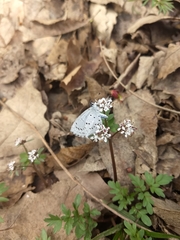 Celastrina ladon
