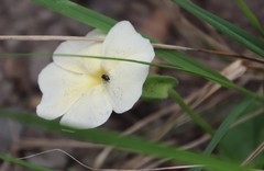 Thunbergia dregeana