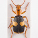 Pheropsophus africanus - Photo (c) Andreas Bennetsen Boe, some rights reserved (CC BY-NC-ND), uploaded by Andreas Bennetsen Boe