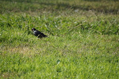 Sturnus vulgaris