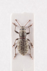 Parageotragus griseus