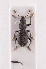 Parageotragus griseus