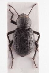 Trachyderma philistina