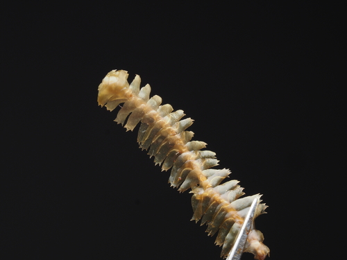 Bazzania denticulata
