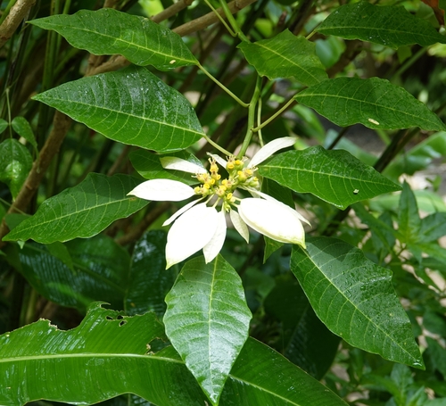 Foto de Bico-de-papagaio
