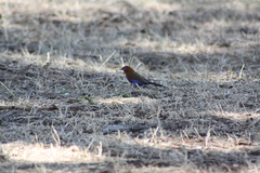Granatina ianthinogaster