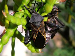 Pachylis neocalifornicus