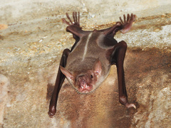 Greater Bulldog Bat photo 2