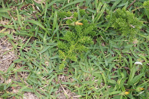 Asparagus densiflorus