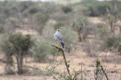 Melierax poliopterus