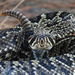 Eastern Diamondback Rattlesnake - Photo (c) diomedea_exulans_li, some rights reserved (CC BY-NC)
