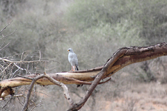 Melierax poliopterus