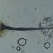Paradiacheopsis cribrata - Photo (c) Elan Trybuch, algunos derechos reservados (CC BY-NC), subido por Elan Trybuch