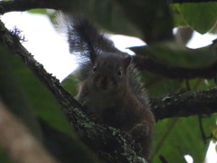 Sciurus pucheranii