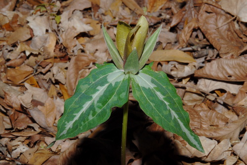 Trillium decipiens, photograph 2