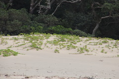Ipomoea pes-caprae brasiliensis