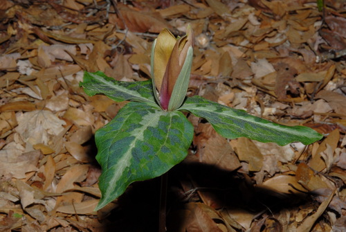 Trillium decipiens, photograph 4