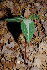 Trillium decipiens, photograph (c) Brian Finzel, some rights reserved (CC BY-SA)