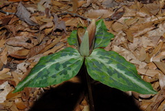 Trillium decipiens, photograph (c) Brian Finzel, some rights reserved (CC BY-SA)