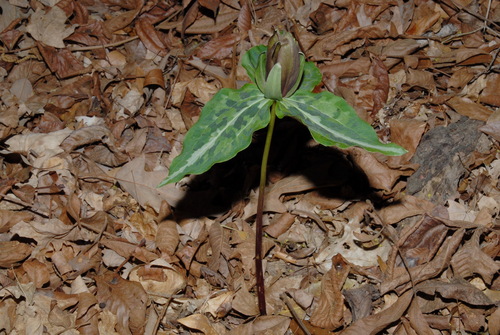 Trillium decipiens, photograph 5