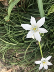 Ornithogalum umbellatum