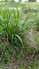 Tripsacum dactyloides