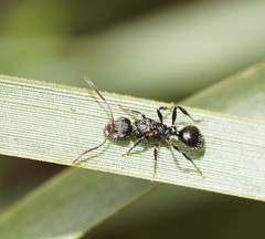Pseudonotoncus hirsutus
