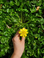 Ficaria verna