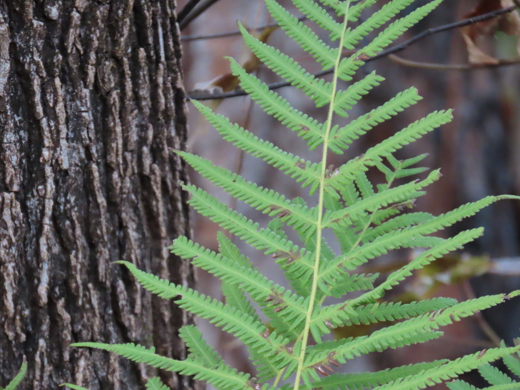 Ovate Maiden Fern From Paynes Prairie Preserve State Pk, 100 Savannah 