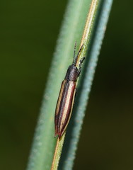 Eurispa vittata