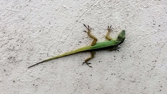 Anolis smaragdinus