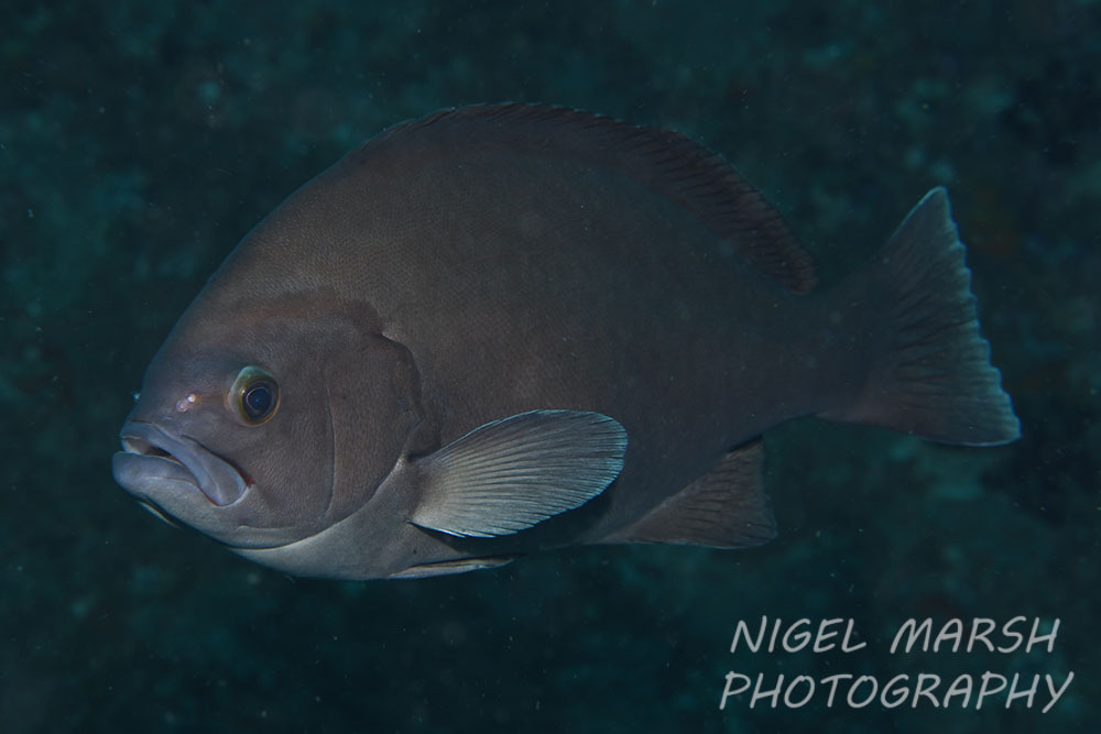 Oval grouper (Triso dermopterus) — Serranidae