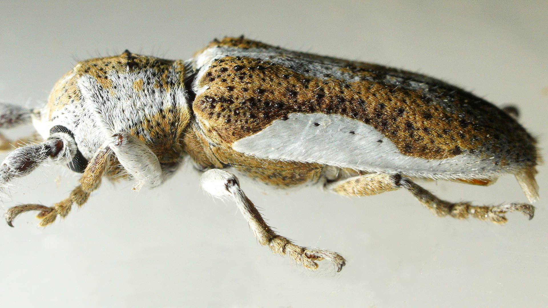 Rhytiphora lateralis · iNaturalist