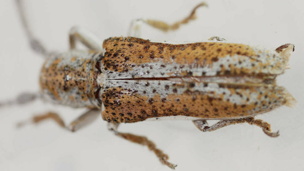 Rhytiphora lateralis · iNaturalist