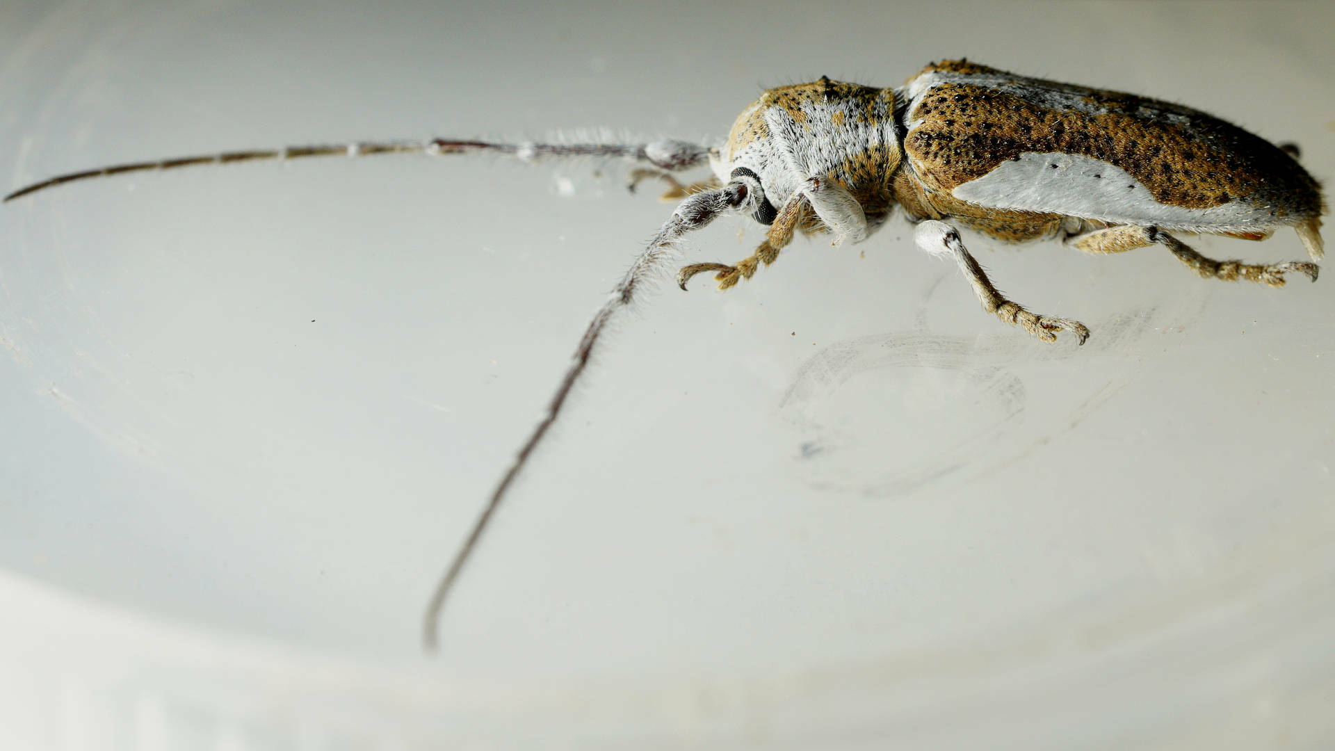 Rhytiphora lateralis · iNaturalist