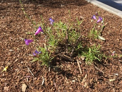 Penstemon heterophyllus