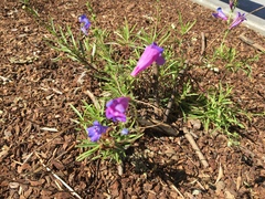 Penstemon heterophyllus