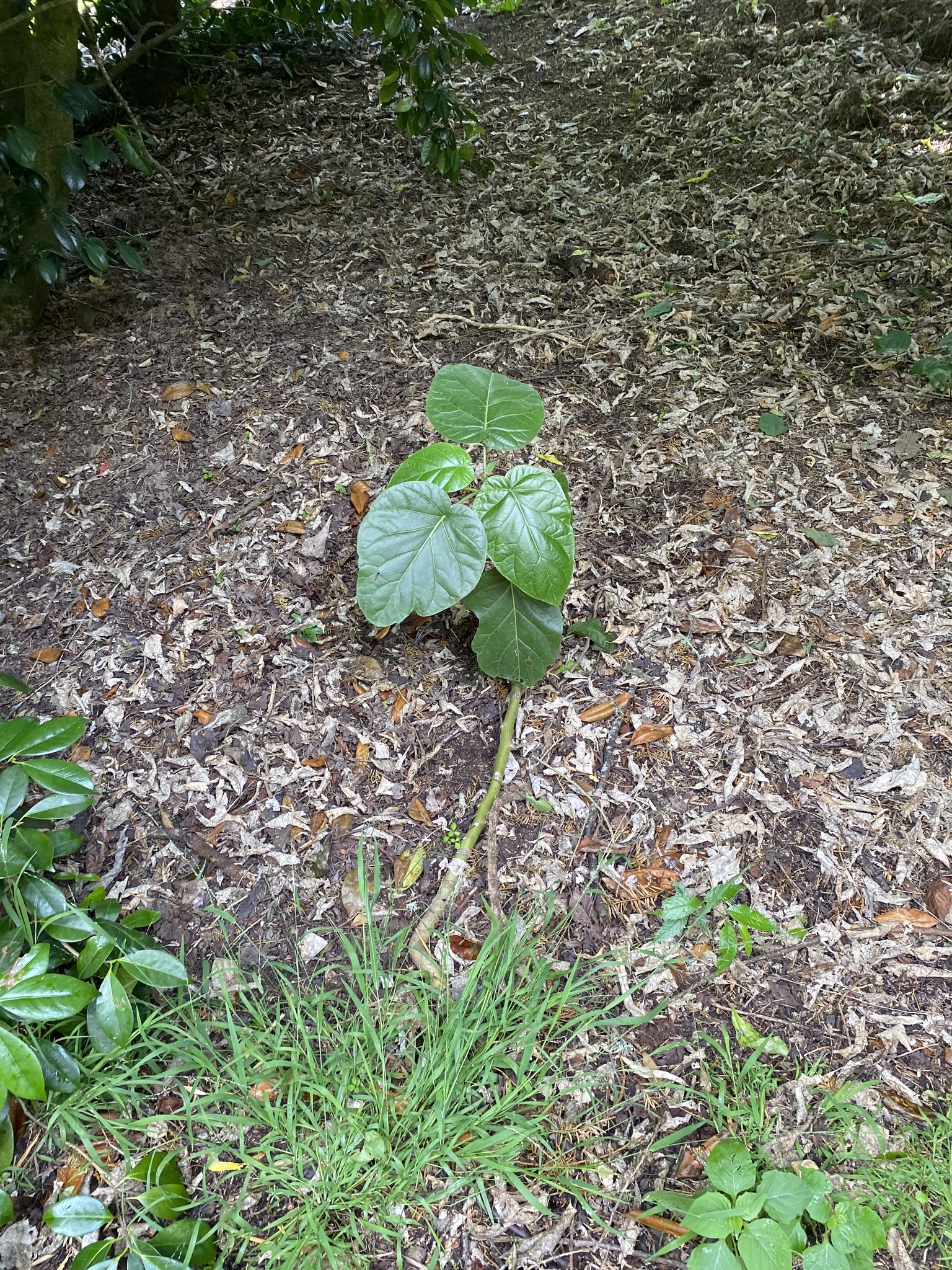 Imagem de Tomate de árvore