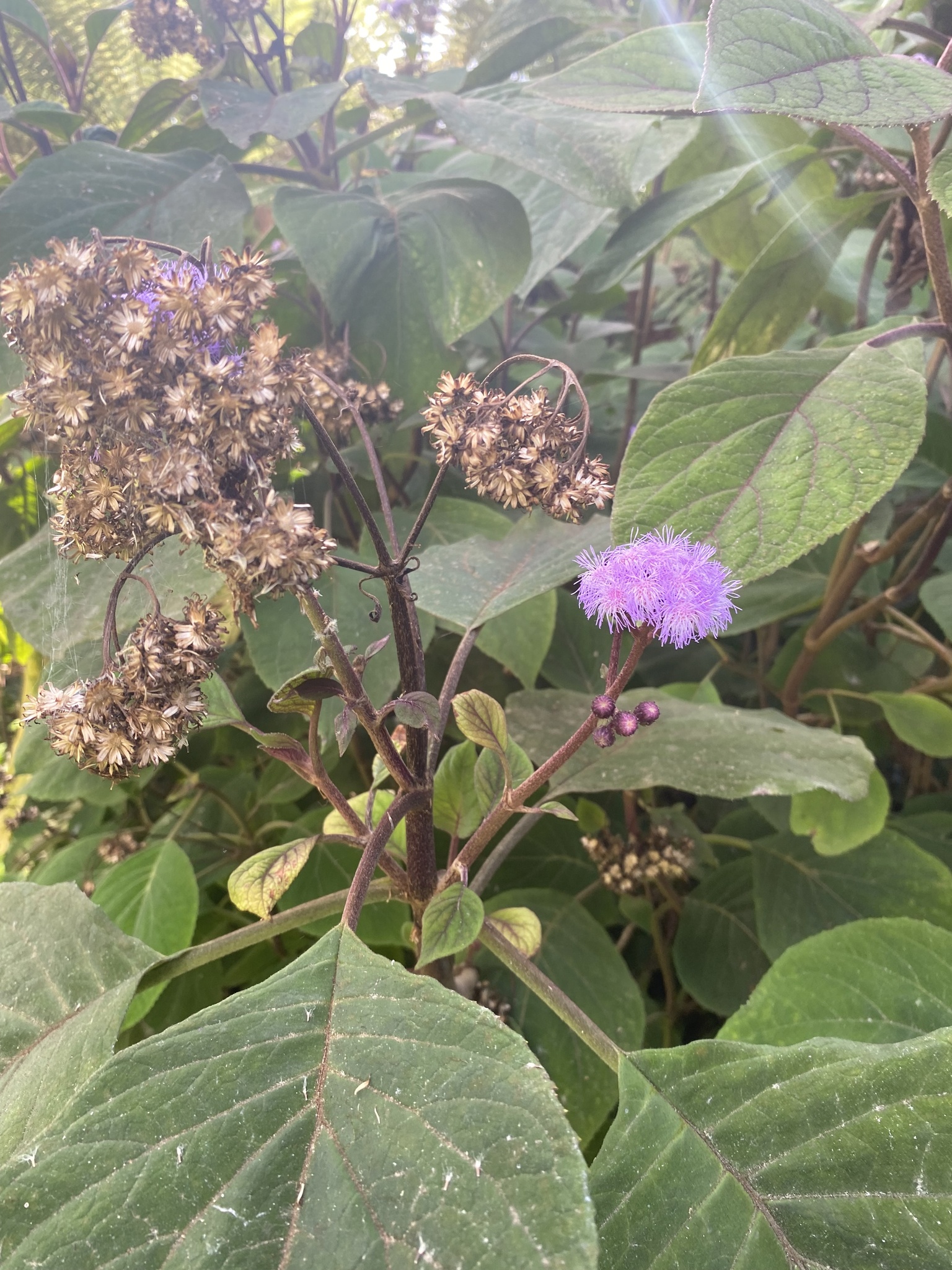 Imagem de Veludo-roxo